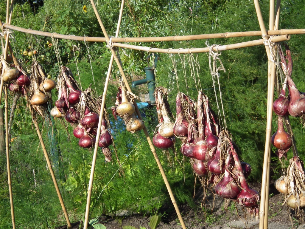 uien